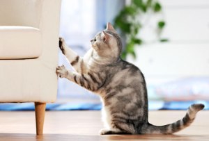 Be prepared to offer your cat approved scratching surfaces. If the furniture is too important to you, a cat might not be a good choice.