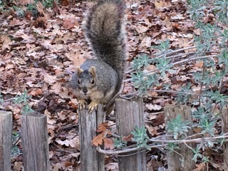 squirrel 1