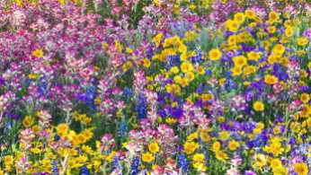 Flowers-Texas-Multicolor-Wildflowers-Spring-Bluebells-Nature-Image-3D-Download